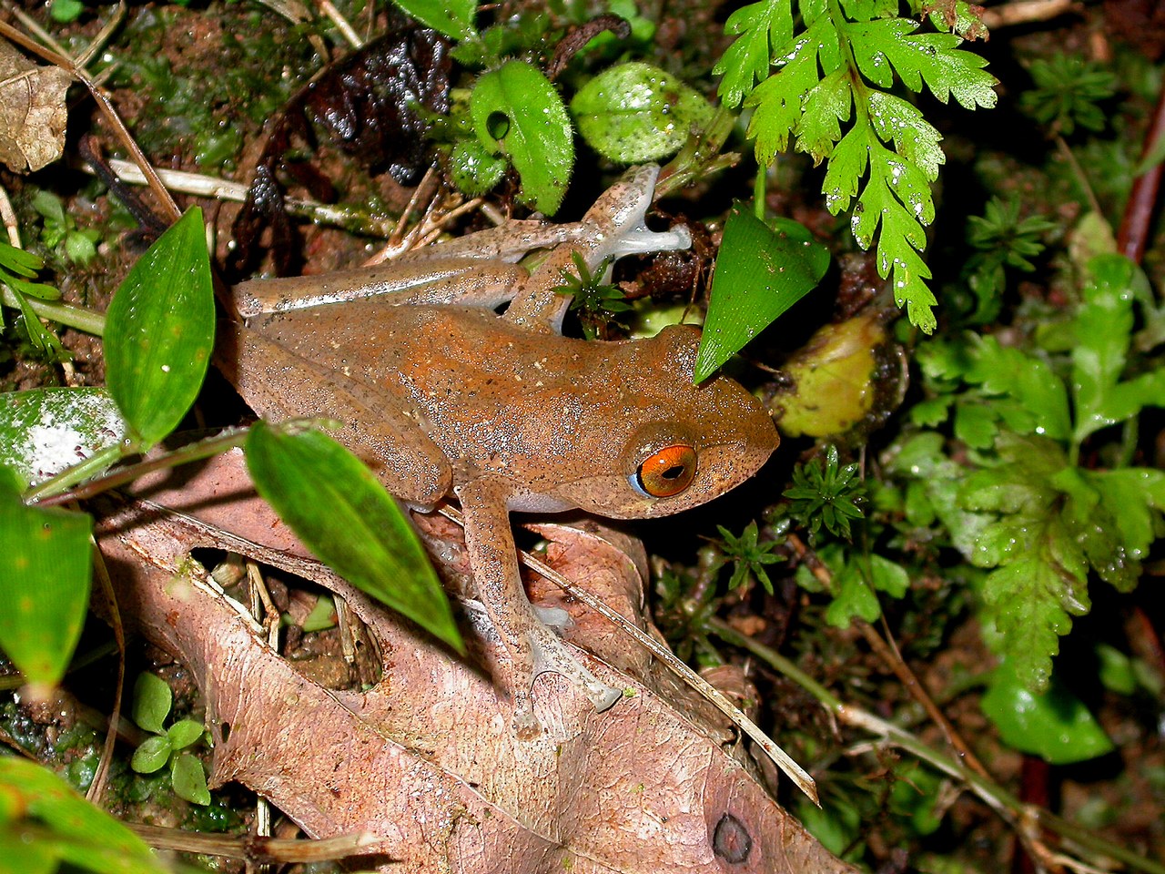 Boophis quasiboehmi